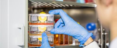 Scientist takes petri dishes out of an incubator