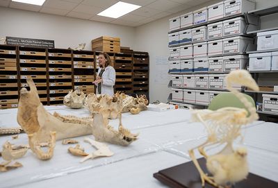 Renovated anthropology lab at Rice University houses donated animal bone collection.