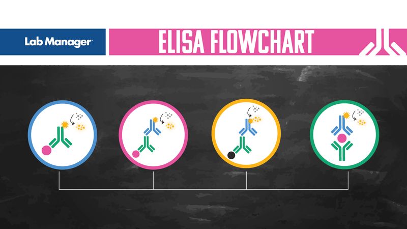 ELISA Unlocked: A Visual Guide for Effective Experimentation