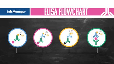 ELISA Unlocked: A Visual Guide for Effective Experimentation