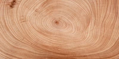 Image of a cut tree showing its tree rings