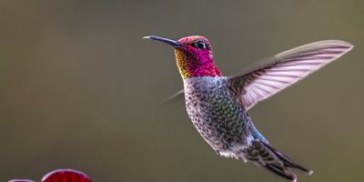 A macro picture of a hummingbird