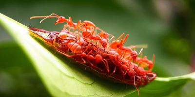 Fire ants construct a raft on a leaf