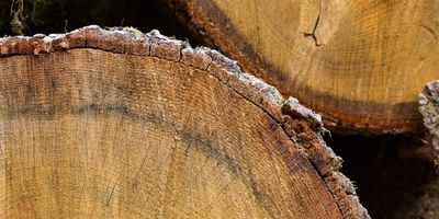 Cut wooden logs stacked in a pile