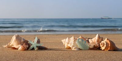 Seashells sit on the beach