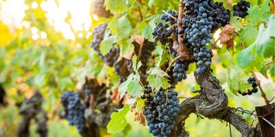 a photo of blue looking wine grapes for red wine grow in multiple bunches on a leafy green vine with a visible woody stem