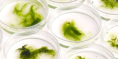 Algae growing in small petri dishes