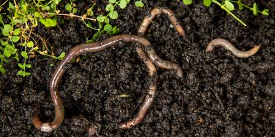 three long reddish-brown earthworms emerging from dark brown dirt, with a bright green plant with small leaves in the upper right section of the image