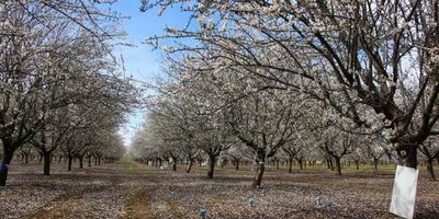 Almond Trees