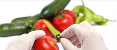 a scientist inspecting a tomato, cucumber, and peppers for food safety and quality control