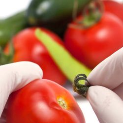 a scientist inspecting a tomato, cucumber, and peppers for food safety and quality control