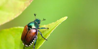 Japanese beetle on a leaf