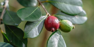 Close up on strawberry guava leaves