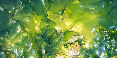 Green seaweed in the ocean