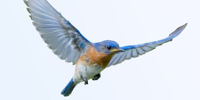 Male eastern bluebird in flight on a white background