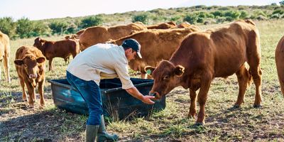 Farmer feeding grass fed cattle