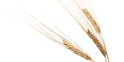 Three barley plants on a white background