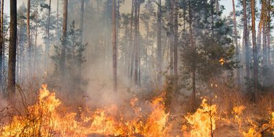 a close up photo of a forest fire