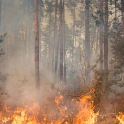 a close up photo of a forest fire