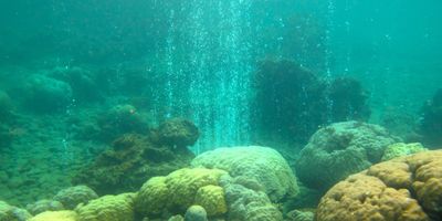 bubbles of CO2  streaming upward through turquoise water, venting from yellowish coral on the seabed at a volcanic vent site in Papua New Guinea