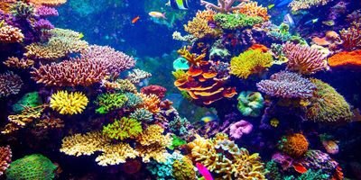 Colorful coral reefs