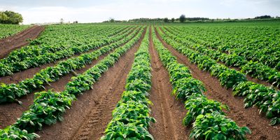 rows of green leafy crops separated by reddish-brown strips of dirt in a large farm field 