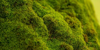 Moss growing on a rock