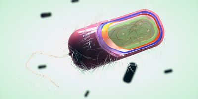 3D illustration of a primarily pink and purple prokaryotic cell floating in pale green liquid, showing a cut out cross-section of the various layers characteristic of prokaryotes