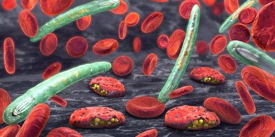 a 3D rendering of red blood cells and the malaria parasite plasmodium, with green tubes representing the plasmodium and infected red blood cells containing yellow dots, with healthy red blood cells in the periphery, all on a dark grey background