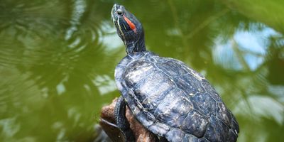 A red ear slider turtle on a rock by a stream