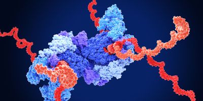 a 3d model of replication-transcription complex showing the following elements on a dark blue background: orange: RNA primer; red: RNA template; light blue: proofreading riboexonuclease; mid blue: helicase; dark blue: RNA directed RNA polymerase; violet: non structural proteins 