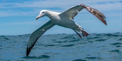 A Wandering Albatross flying over the ocean