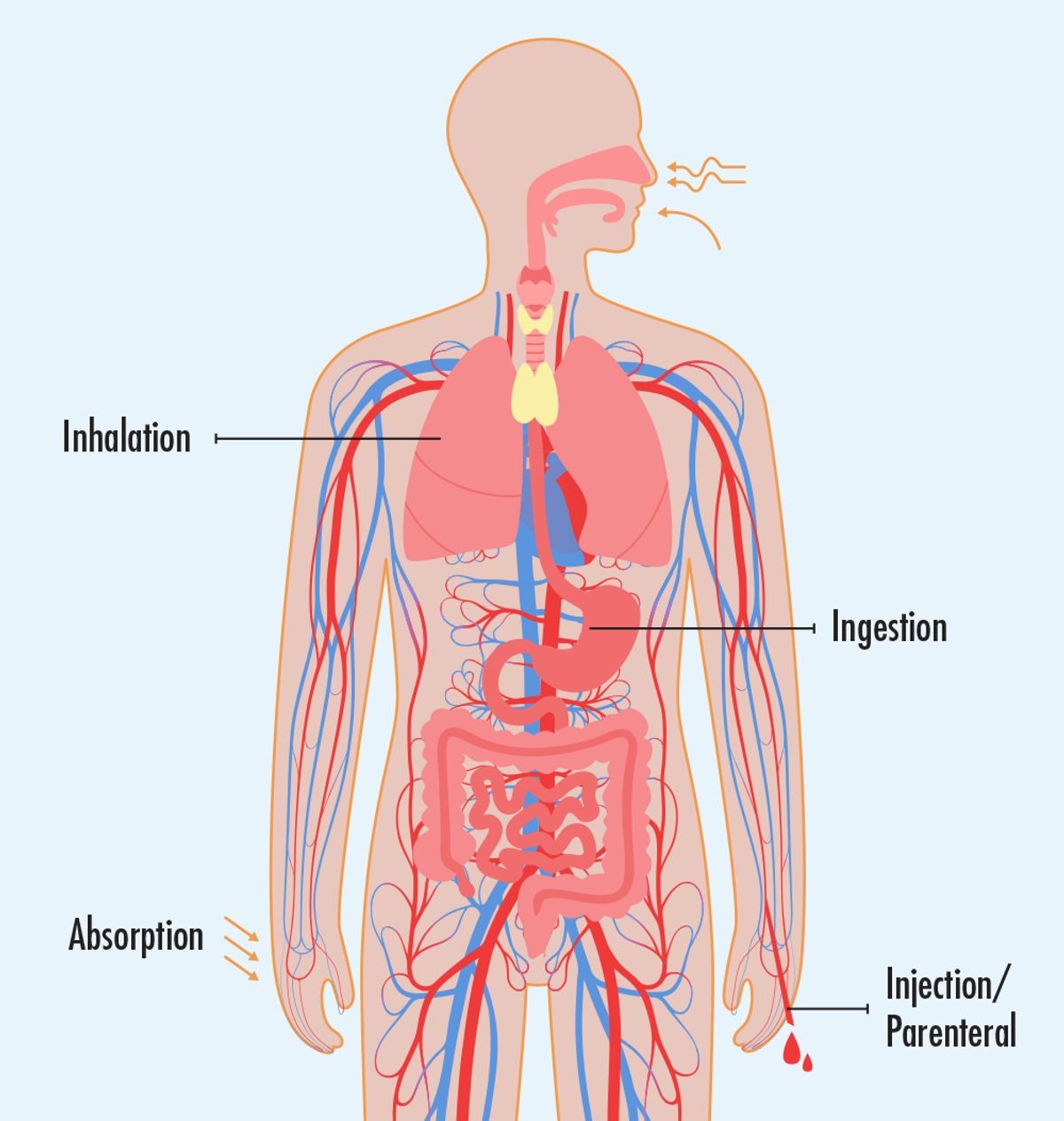 Diagram showing potential exposure routes of entry into the body.