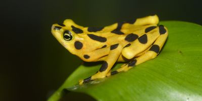 a Panamanian golden frog, which is bright yellow with black spots, sits on a green leaf against a black background