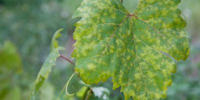 Grape leaf with downy midlew