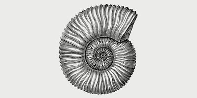 Drawing of a Nautilus shell