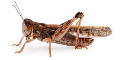 Locust on a white background