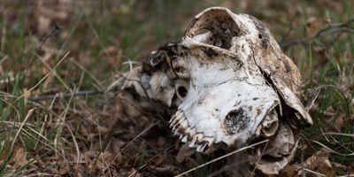 the top half of an animal skull with some dirt covered patches, lying on top of grass and dead leaves