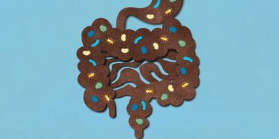 papercut-style illustration of the human digestive system in brown containing green, blue, yellow, and white bacteria of various shapes, all on a blue background