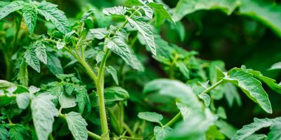 Stem and leaves of a tomato plant in the wild