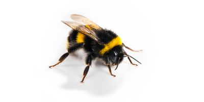 bumblebee close-up on white background 