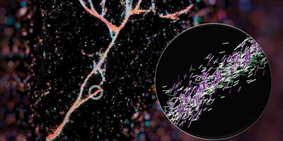 Single-molecule orientation–localization microscopy captures fluorescence from Nile red molecules as they transiently bind to fibrils composed of engineered KFE8 peptides.