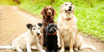 Dogs sitting on a hiking trail