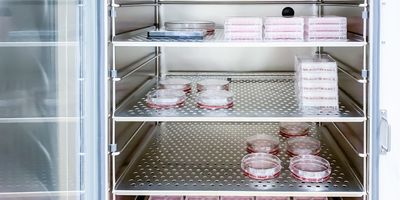 Inside CO2 incubator. Petri dishes and multiwell plates are placed on the stainless steel shelves