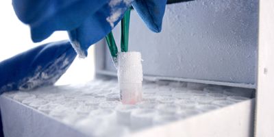 Thermo-insulated gloved hands pull a frozen sample in a cryotube out of a freezer box using forceps