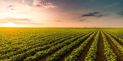 Rows of crops against a setting sun