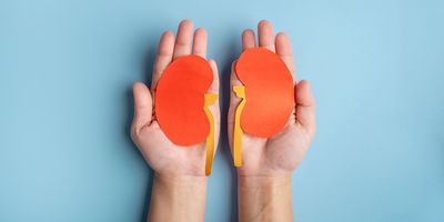 Human hands holding kidneys mad of paper, blue background