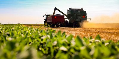 Harvesting vegetables on a farm