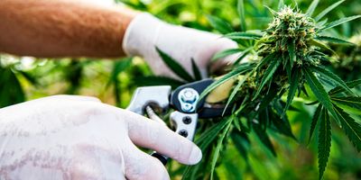 Worker harvests cannabis plant