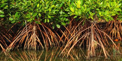 Image of mangrove roots